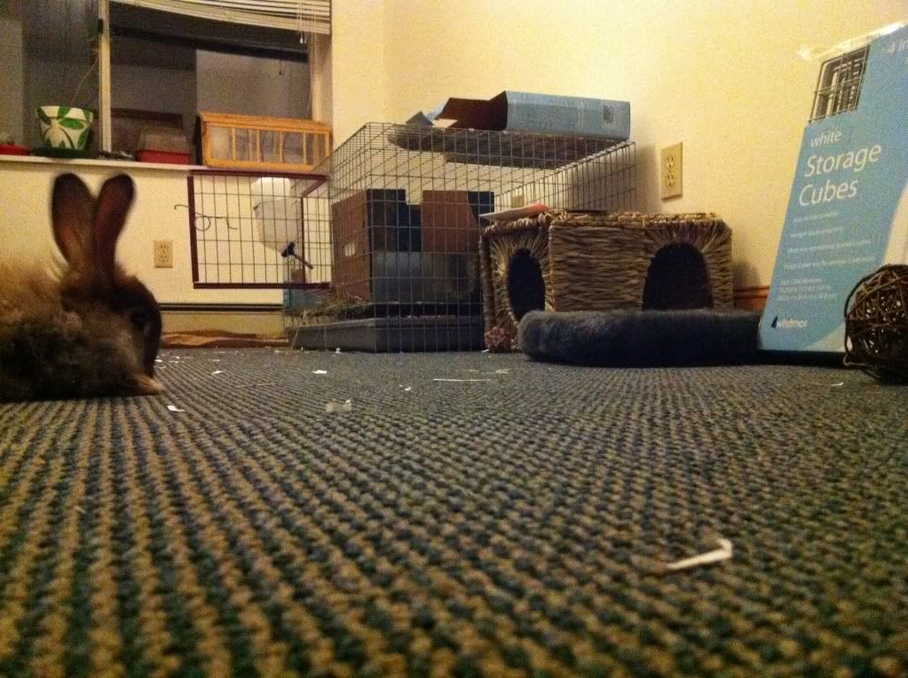 Do you have a Bunny Room? House Rabbit Information